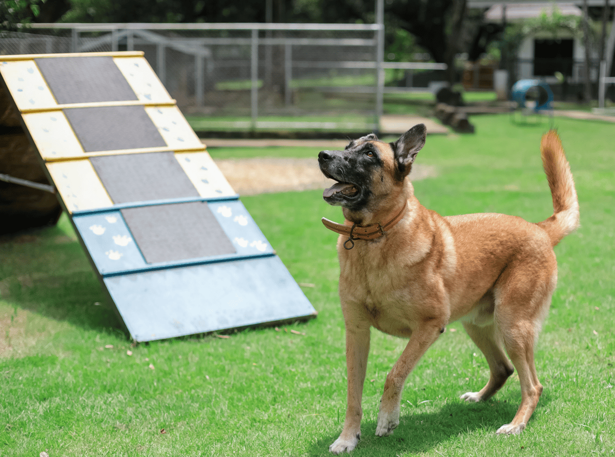 Hound Haven Philippines